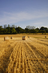 Fototapeta premium Paysage Campagne 526