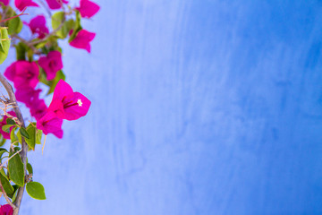 fleur de bougainvillier sur fond de mur bleu