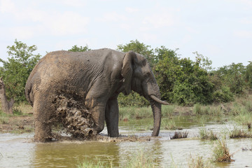 Afrikanischer Elefant / African elephant / Loxodonta africana