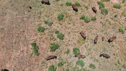 Herd of Bison or American Buffalo in high plains field in Utah, aerial view