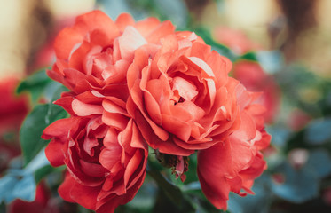 Rose flower, seven sister flower close-up, blooming outdoors in spring after the rain，