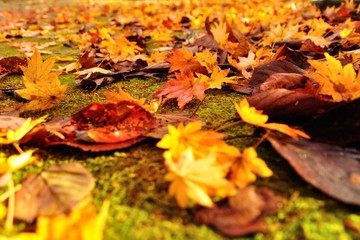 red and yellow leaves in autumn