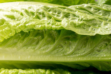 Close up of green crispy Lettuce, full frame