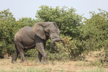 Afrikanischer Elefant / African elephant / Loxodonta africana