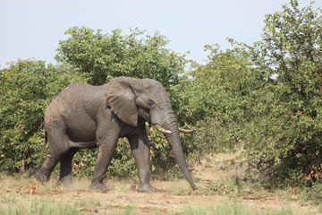 Obraz premium Afrikanischer Elefant / African elephant / Loxodonta africana