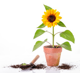 Sunflower in clay pot and tool