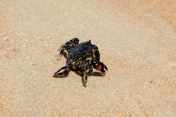 Crab on the beach in spain	