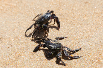 Crab on the beach in spain	