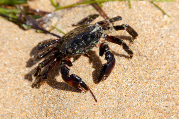 Crab on the beach in spain	