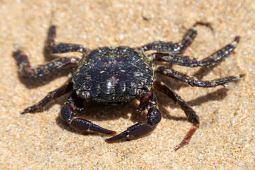 Crab on the beach in spain	