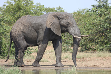 Afrikanischer Elefant / African elephant / Loxodonta africana
