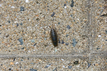 フナムシ(福岡県)