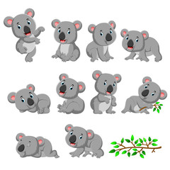 Collection of happy koala with various posing © hermandesign2015