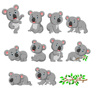Collection of happy koala with various posing