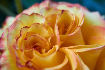 Una rosa amarilla a inicio de primavera