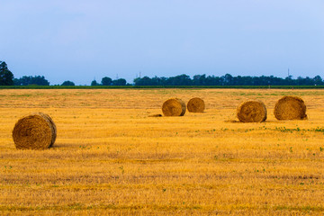 Rolled haystack on agriculture field landscape. Haystack farmland field panorama. Harvest in haystack agriculture farm