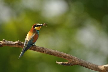 European bee-eater (Merops apiaster) in natural habitat