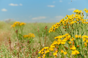 Wild grass with yellow flowers - beautiful summer landscape