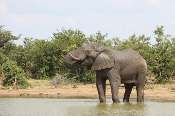 Afrikanischer Elefant / African elephant / Loxodonta africana