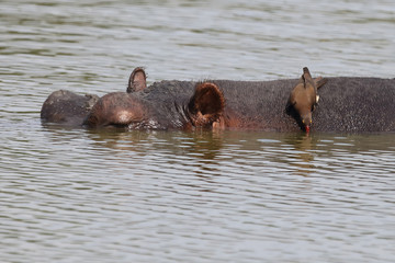 Fototapeta premium Flußpferd / Hippopotamus / Hippopotamus amphibius