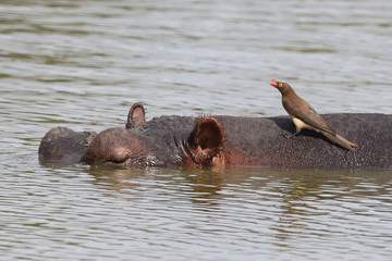 Fototapeta premium Flußpferd / Hippopotamus / Hippopotamus amphibius.