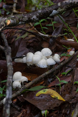 Small white fungi in leaf litter near Kuranda in Tropical North Queensland, Australia