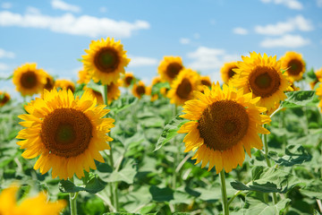 Sunflower field - bright yellow flowers, beautiful summer landscape