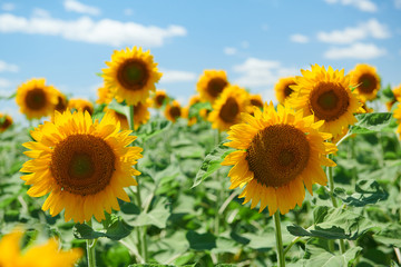 Obraz premium Sunflower field - bright yellow flowers, beautiful summer landscape