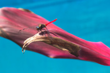 Red Arrow Dragonfly on leaf above water near Kuranda in Tropical North Queensland, Australia