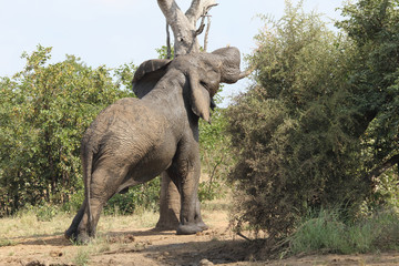 Afrikanischer Elefant / African elephant / Loxodonta africana