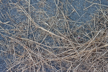 Fototapeta na wymiar Stacked of dry grass on the asphalt road in countryside.