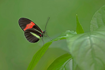 heliconius erato petiverana