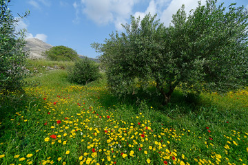 Blumenwiese in einem Olivenhain auf Tilos, Griechenland - flowers in an olive grove on Tilos,...