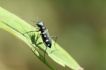 bug on a leaf