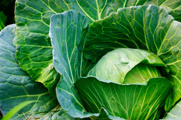 Fototapeta premium Green cabbage in the garden