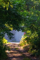 Fototapeta na wymiar Walkway Lane Path With Green Trees in city park. Beautiful Alley In Park