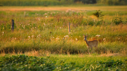 Obraz na płótnie Canvas Roe deer on a meadow