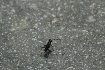bug on the ground