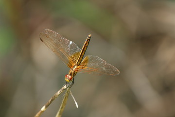 dragonfly on a branch