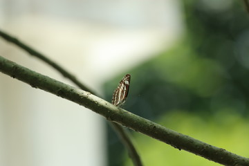 butterfly on a branch