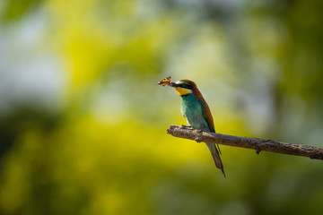 European bee-eater (Merops apiaster) in natural habitat