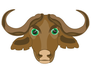 Head animal buffalo on white background is insulated