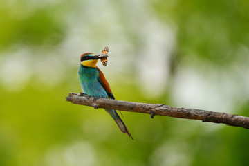 European bee-eater (Merops apiaster) in natural habitat