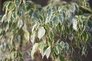 flowers leaves on nature flower