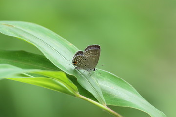 white butterfly on a green leaf