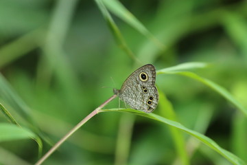 butterfly on a leaf