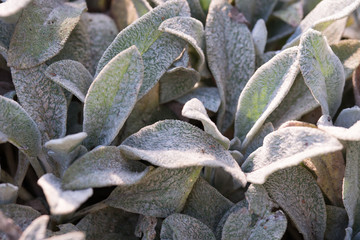 flowers macro leaves on nature