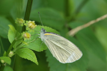 butterfly on a leaf