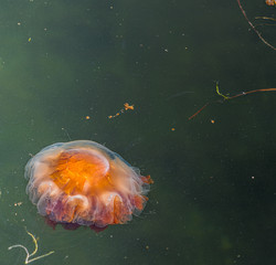 Meduza w morzu bałtyckim - obrazy, fototapety, plakaty
