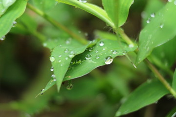 water drops on a green leaf